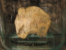 prerov mamutw